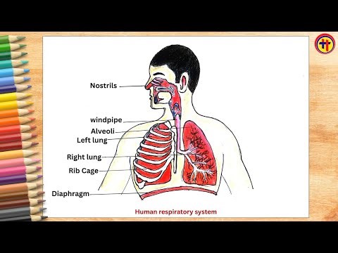 Human Respiratory System Color Drawing | Labeled Respiratory System Diagram (Easy for Students)