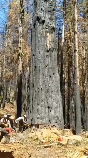 Tree Cutting Techniques in Forest Conservation