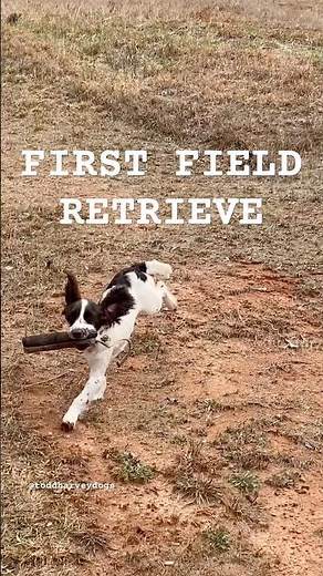 English Cocker Spaniel Puppy’s First Field Retrieve!