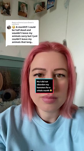 Proper Hamster Care Routine Explained