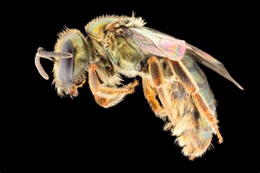 Meet the rainbow bee: An important plant pollinator influenced by human activity - The Weather Network