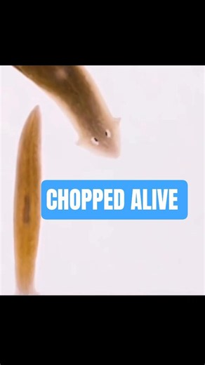 The Animal That Simply Refuses to Die! #animalfacts #wildlife #planaria