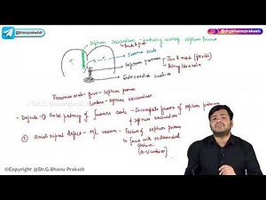 19. Septal Development in Cardiovascular System (CVS) Embryology