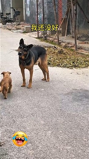 dog voice prank video Dog viral funny video Dog viral funny video