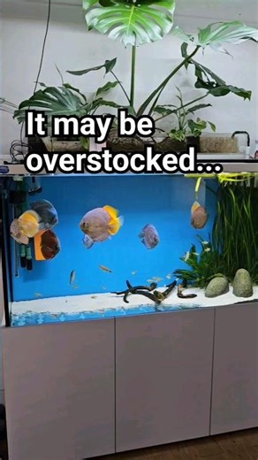 Have you got enough discus tank filtration? #discus #aquarium
