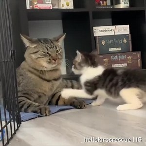 9GAG: Go Fun The World on Instagram: "You mess with meow meow, you get the pow pow.⠀ 📹@_hellokirosrescue⠀ -⠀ #fosterkitten #rescuecat #9gag"