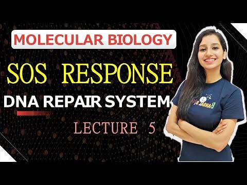 SOS RESPONSE DNA REPAIR LECTURE 5 |Molecular Biology| Dna Repair System