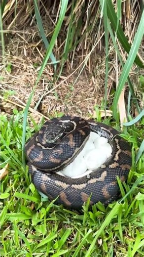 Carpet Python Guarding Her Eggs #snakevideo #naturelovers