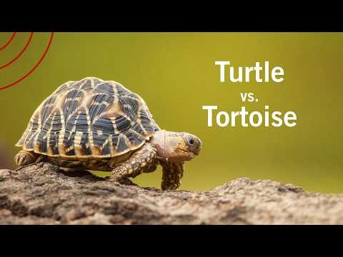 Turtles vs. Tortoise | What's the difference?