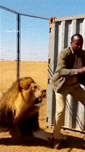 Trapped With a Lion What Happens Next? #lion #wildlife #short