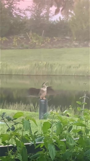 🌅 wildlife moment by the lake! Caught this bird striking a pose — wings out, chest up, soaking in the breeze like it owns the place. 😄 These “snakebirds” don’t have waterproof feathers, so after diving for fish, they hang out like this to dry their wings. Basically... Florida’s version of air-drying your laundry. 🕊️☀️ Nature never disappoints right outside the window! | Pan Steele