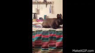 Bunny failing on Make a GIF
