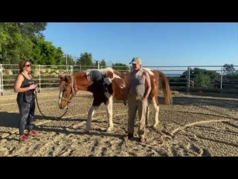 The Initial Pickups in Equine Hanna Somatics™