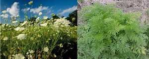 Poison hemlock identification and control