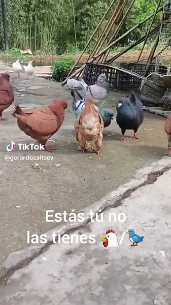 Unique Hybrid Birds: Gallina Paloma Crossbreeds