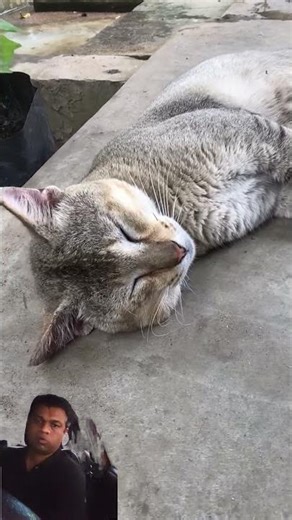 cat snoring loud #animals #cat #snoring