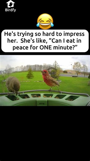 Finch dancing💃🏼