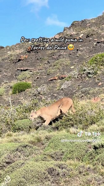 Spotting a Wild Puma on Our Patagonia Roadtrip