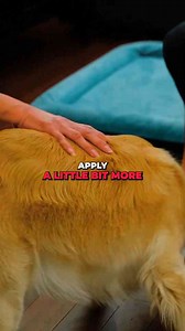 Problem-solving the down command with your dog