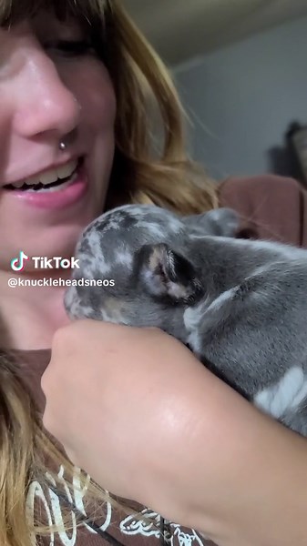 puppy sounds are the cutest!!! #bulldog #frenchie #knuckleheadsfarms #puppy #growl