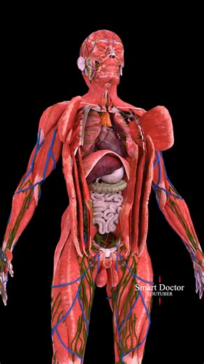 Unveil Your Body's Secrets | Best Anatomy Video ✨🫀 . . The human heart is a vital organ that pumps blood throughout the body, supplying oxygen and nutrients while removing carbon dioxide and waste products. Here are some key points about the human heart: Anatomy: The heart has four chambers: two upper atria and two lower ventricles. The right side pumps deoxygenated blood to the lungs, while the left side pumps oxygenated blood to the rest of the body. Valves: There are four main valves (tricus