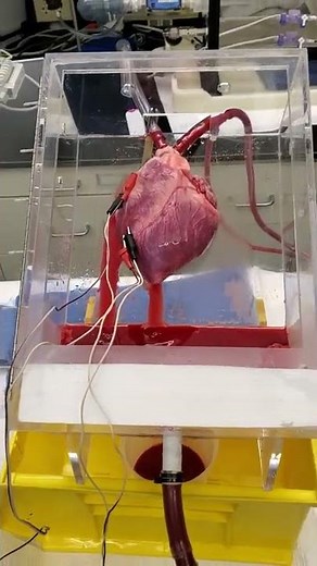 Studying pig hearts for transplantation