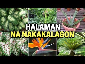 10 NAKAKALASONG HALAMAN SA PILIPINAS