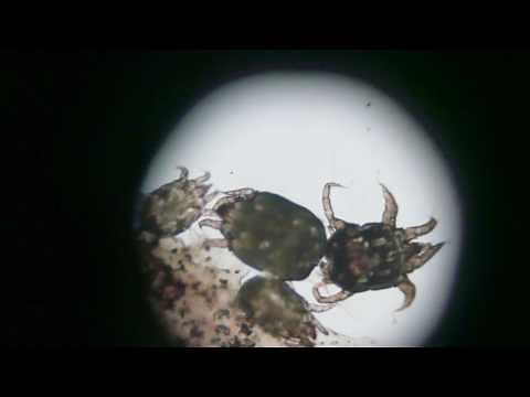 Otodectes Cynotis - The Dog and Cat Ear Mite