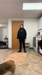 Arlo working on place! #corgi | Reale Dog Training, LLC