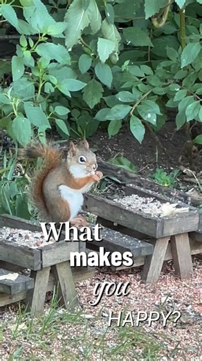 What Makes Me Happy… 🥹🐦🐿️