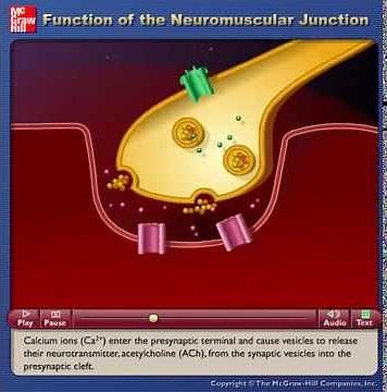 physiology Excitation-contraction coupling