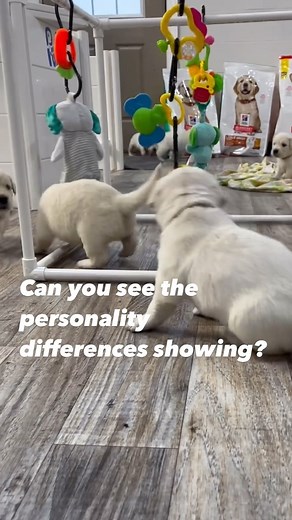 The Adventure Box is a tool used to aid in the early development of puppies. How they interact with it and their littermates will give an insight into their personality traits Other things we learn from it: ✅It helps sensory development ✅reduces fear to moving objects ✅build exploration skills ✅fosters problem solving skills ✅physical interaction ✅play behaviors with siblings This is age appropriate for the 4 week old puppies however you can create your own adventures of exploration for your pup