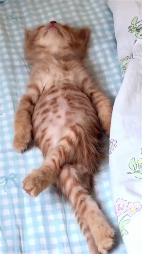Cute kitten sleeping 💤.