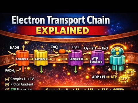 Electron Transport Chain Explained | ETC Step by Step (Biochemistry)