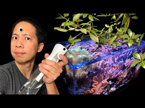 3 Insanely Easy Soft Corals + Mangrove growing tips in a reef tank?