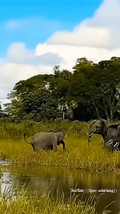 1.8M views · 82K reactions | leopard attack Join Group:  Animal World | Stanley Little | Facebook