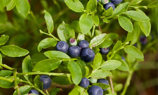 Bilberries vs Blueberries: What’s the Difference?