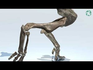 Ceratopsian Posture and Walk-cycle Animation