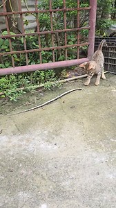 3K views · 25 reactions | Cat eating snake #cat #snake #catvssnake | Andaman Baby | Facebook