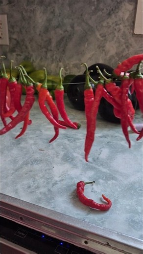 Quick Pepper Drying Hack You Need to Try 🌶️ #everybitcountschallenge #shorts