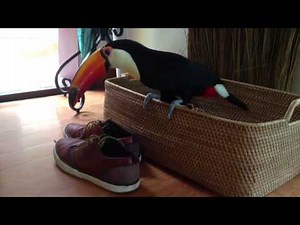 Angry Toucan Attacks Shoes