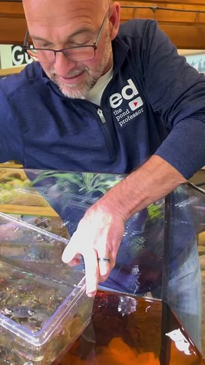 Building a Turtle Sanctuary for Baby Midland Painted Turtles