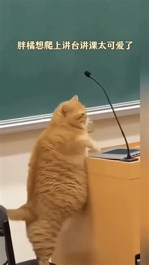 This beast has a beer belly.#kitty