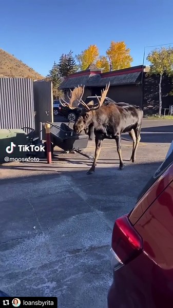 Exploring Wildlife in Wyoming: Moose Photography Experience