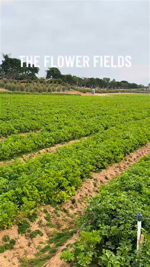 The Flower Fields in Carlsbad are OFFICIALLY OPEN! 🎉🌼 Spring blooms are just getting started...come be among the first to see the season unfold. 🌞💐 📍 Carlsbad, CA | The Flower Fields