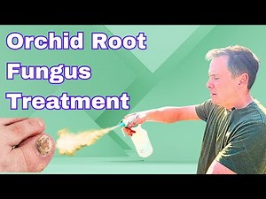 Using Banrot and Thiomyl to Kill Fungus on Orchid Roots