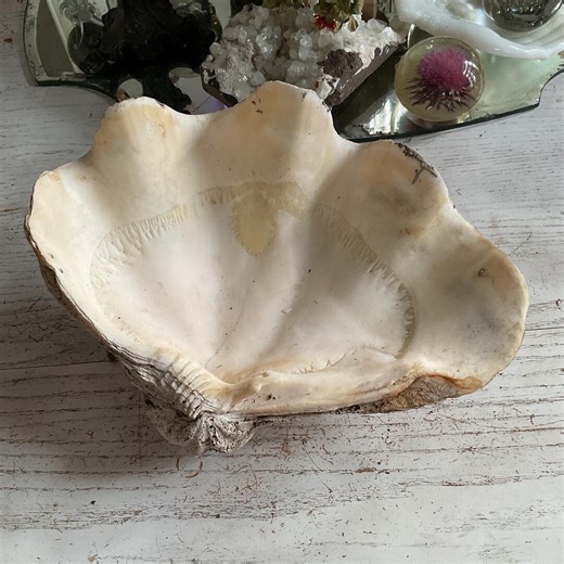 Large Natural Clam Shell 12” - Etsy