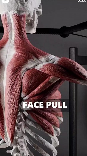 Trapezius Muscle Anatomy: Strengthening Exercise for Middle and Lower Parts