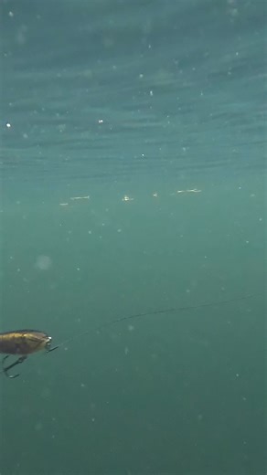 Simply brilliant action of the Salmo Sweeper👌🎣 | Salmo