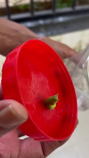 Step 7: Now we have two cocoon🥳🤩. Waiting eagerlyy for the next step!!